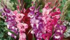 Royal Glamini Blend from Breck's — Year of the Gladiolus