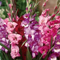 Royal Glamini Blend from Breck's — Year of the Gladiolus