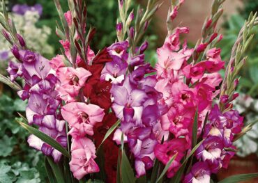 Royal Glamini Blend from Breck's — Year of the Gladiolus