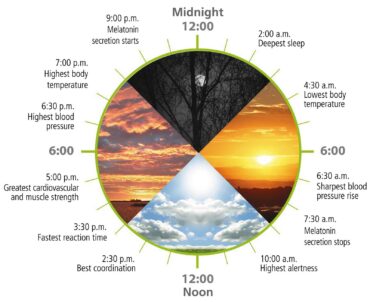 Chart representing human circadian rhythm (Photo courtesy OMS Lighting)