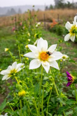 Lunaseed dahlia patch