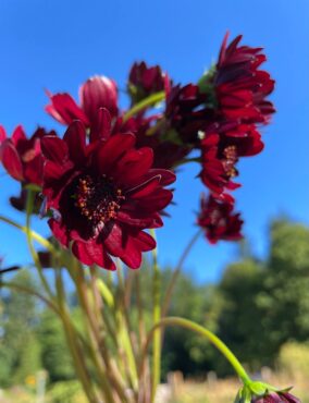 Chocolate cosmos