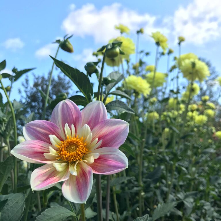 Poulsbo's Petal and Pitchfork Farm Takes on New Life as a