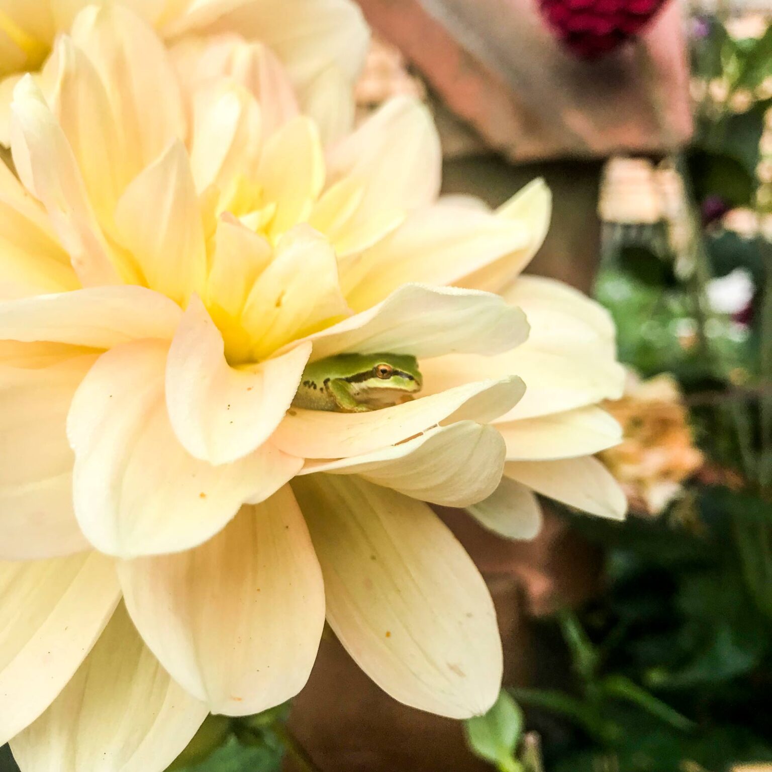 Poulsbo's Petal and Pitchfork Farm Takes on New Life as a