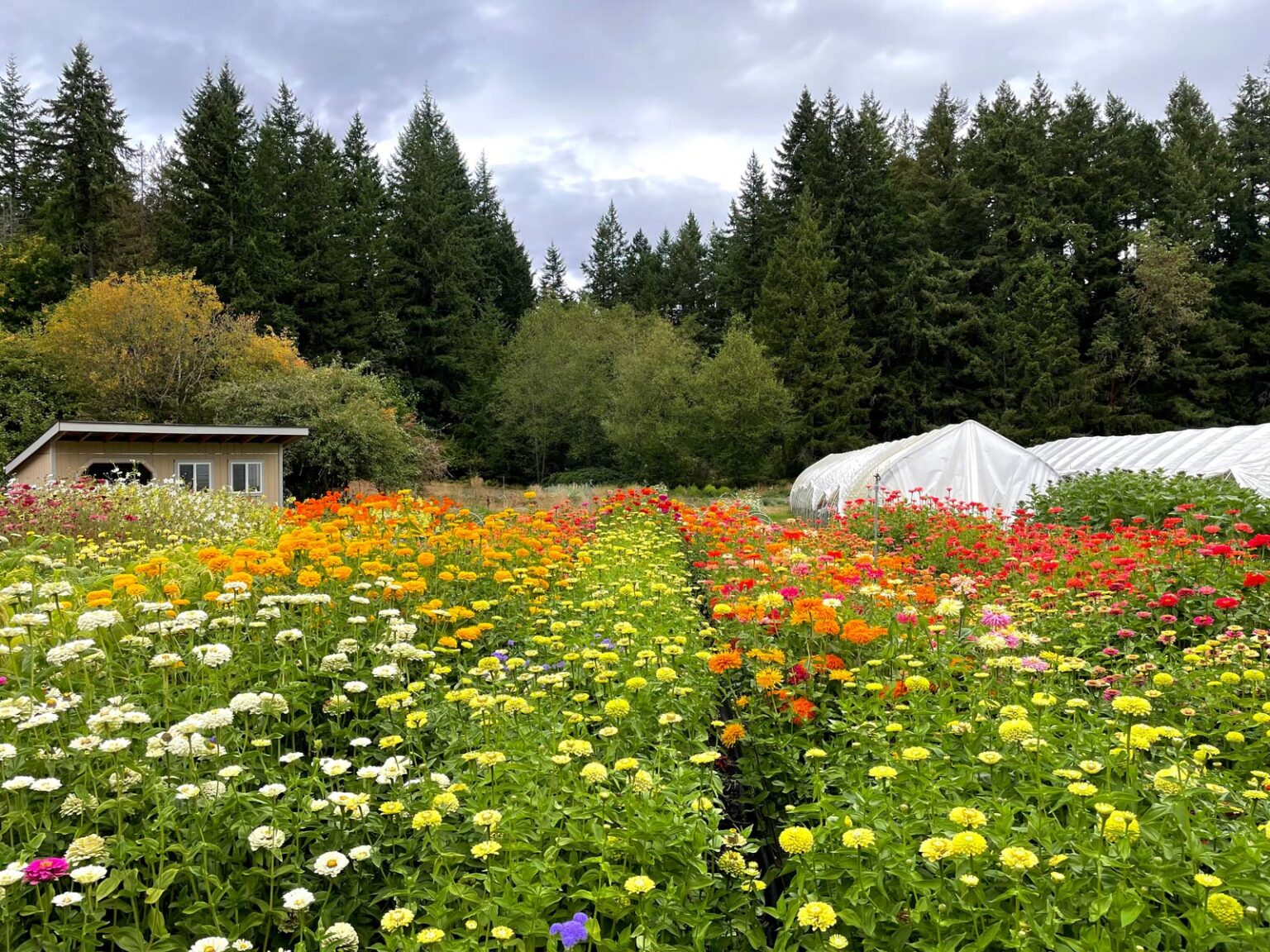 Poulsbo's Petal and Pitchfork Farm Takes on New Life as a