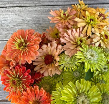 Zinnias