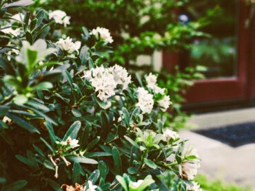 Daphnes provide a welcome perfume in late winter and early spring, before most other plants begin showing off. (Photo courtesy Emily Murphy)