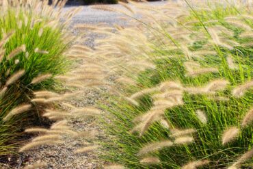 Gravel paths, in addition to being inexpensive, crunch when walked on, an auditory effect reminiscent of the beach. (Photo courtesy Kier Holmes)