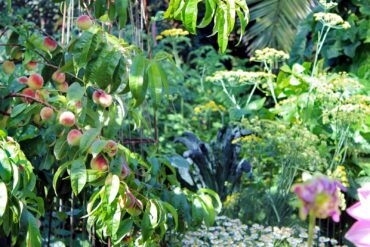 Apples and kale coexist happily with asters and dahlias even though the latter are mainly ornamental and the former are for consumption. (Photo courtesy Kier Holmes)