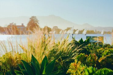 Wispy Mexican feather grass (Stipa tenuissima) and assertive agave (Photo courtesy Emily Murphy)