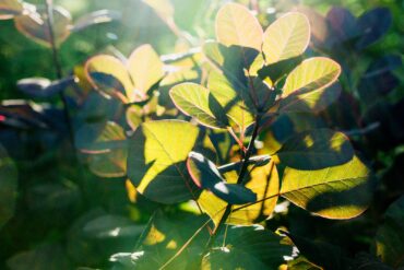 Beautifully backlit smoketree (Cotinus coggygria) (Photo courtesy Emily Murphy)