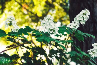 White oakleaf hydrangea blossoms illuminate a garden as it slips into dusk. (Photo courtesy Emily Murphy)