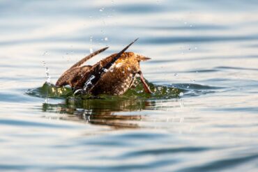 A marbled murrelet begins a foraging dive where it will use its wings to “fly” underwater while foraging for small fish.