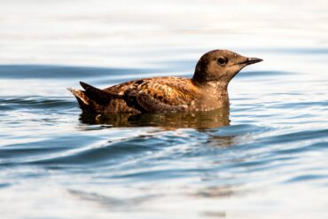 A marbled murrelet in breeding plumage rests between foraging dives near the beach at Point No Point County Park in Hansville.