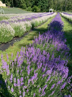 Crescent Valley Lavender