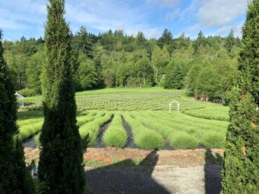 The farm currently grows seven varieties of lavender.