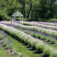 Crescent Valley Lavender