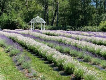 Crescent Valley Lavender