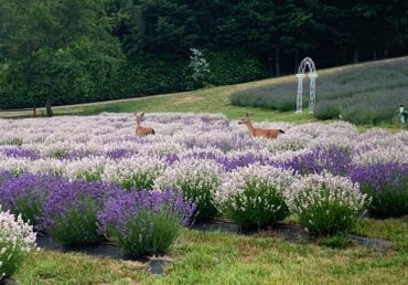 Crescent Valley Lavender