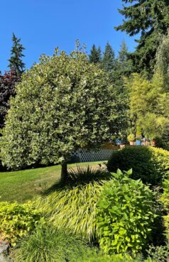 Foliage and texture in the Cross’ garden