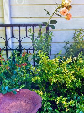 English roses and Northwest perennials pair well