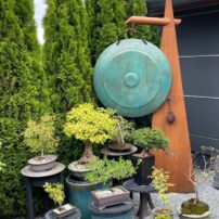 Tom Torrens’ sculpture is a great backdrop for bonsai.