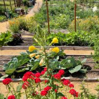 Flowers and veggies mingle in the community garden.