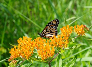 Butterfly weed (Asclepias tuberosa)