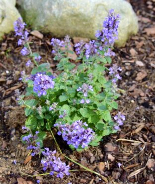 Cat's Pajamas (Nepeta Hybrid)