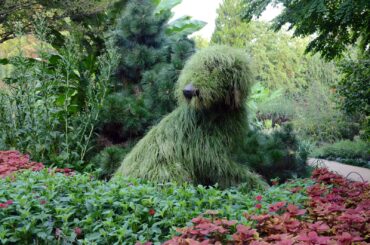 Animal-shaped topiaries ad a bit of imaginative whimsy to any garden setting.