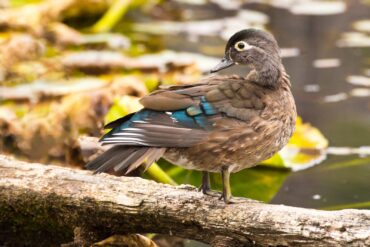 A female wood duck on a log surveys her surroundings at the pond.