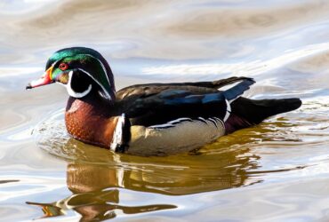  A male wood duck shows off his spectacular plumage on a sunny day at the lake.