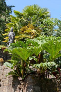 Gunnera tinctoria in front of a windmill palm — Trachycarpus fortunei
