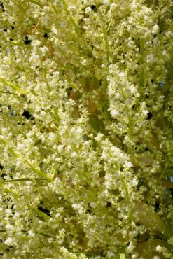 Nolina hibernica ‘La Siberica’ flowers