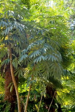 Schefflera taiwaniana in front of a Trachycarpus fortunei