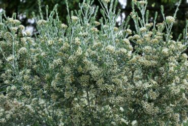 Ozothamnus rosmarinifolius ‘Silver Jubilee’