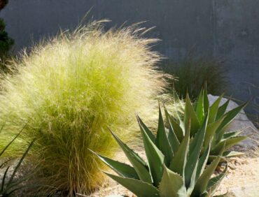 Nassella tenuissima on the left and Agave gentryi to the right