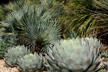 In the Desert Garden an Agave parryi var. truncata grows in front of a hardy palm Chamaerops humilis var. argentea and the grass Nolina hibernica ‘La Siberica.’