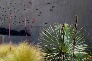 In the Baja Garden near the entrance to the Pacific Seas Aquarium, emerging flower stems of Hesperaloe parviflora and Yucca filamentosa amongst Yucca rostrate and Nassella tenuissima. When the flowers open, the hummingbirds swarm to them.