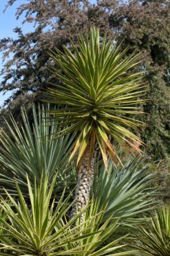 Front: Yucca aloifolia ‘Variegata’ Middle: Yucca schottii Back: Leptospermum grandiflorum