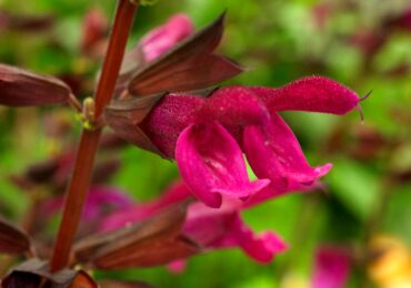 Salvia x hybrida ‘BBSAL00301’