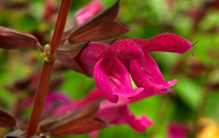 Salvia x hybrida ‘BBSAL00301’