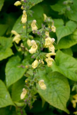 A woodland, shade-tolerant sage from Japan, Salvia koyamae creates a ground covering colony over time.