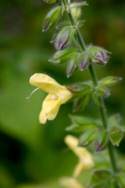 Salvia koyamae