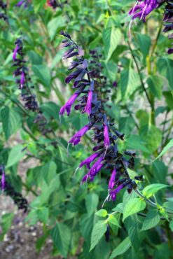 Salvia guaranitica hybrid ‘Amistad’