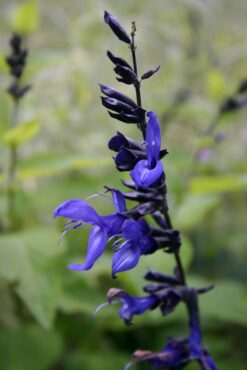 Salvia ‘Black and Blue’