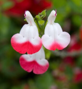 Salvia ‘Hot Lips’