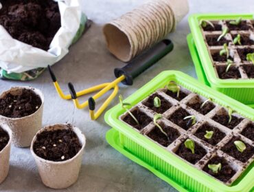 germinate seedlings