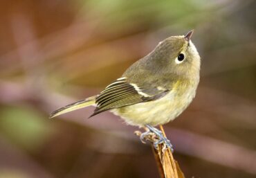 A Hutton’s vireo stops to contemplate its next move.