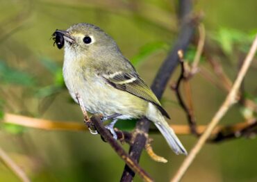 A Hutton’s vireo pauses on its way back to the nest with a beetle for its hungry chicks